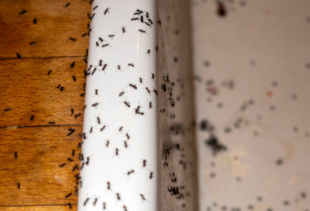 Best Affordable Pest Control Services  in Perryopolis, PA